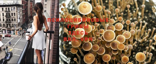 прущие грибы Армянск