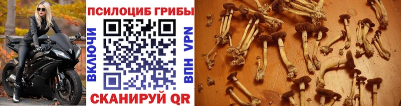 Псилоцибиновые грибы GOLDEN TEACHER  цена наркотик  Тогучин 